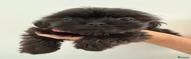 Shih Tzu 3 Pink Leopard print 
