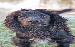 Cocker Spaniel dogs for stud: Working cocker at studs in Ashford - Image 13