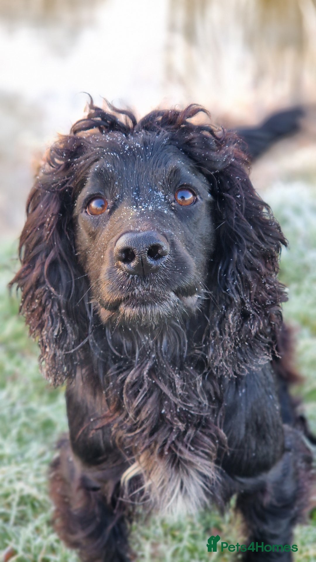 Cocker Spaniel dogs for stud: Working cocker at studs in Ashford - Image 13
