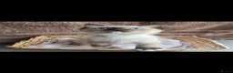 Ragdoll cats for sale: Ragdoll kittens  - Advert 6