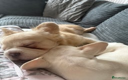 Mixed Breed dogs for sale: Fluffy French bulldog - Image 2