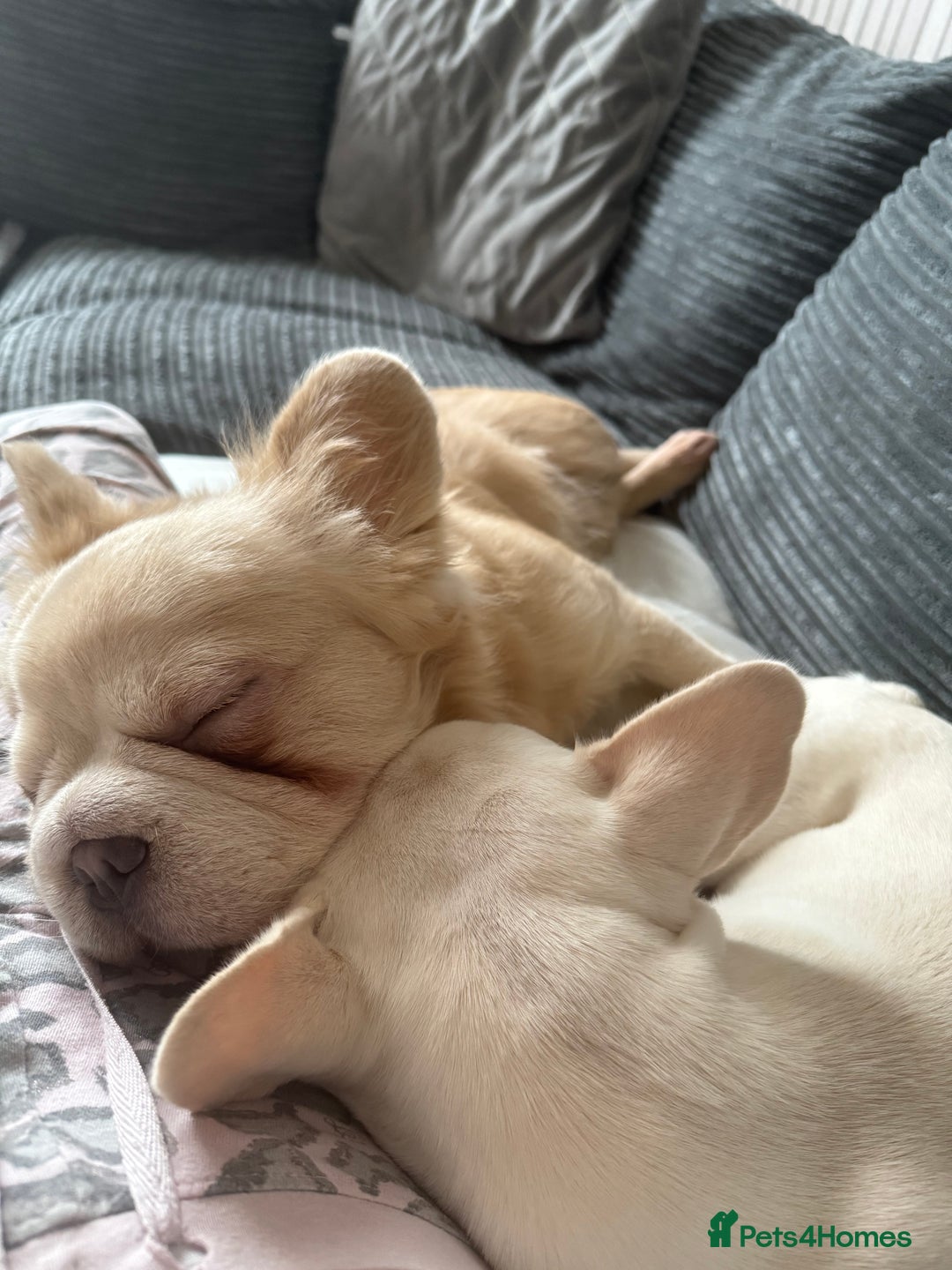 Mixed Breed dogs for sale: Fluffy French bulldog - Image 2