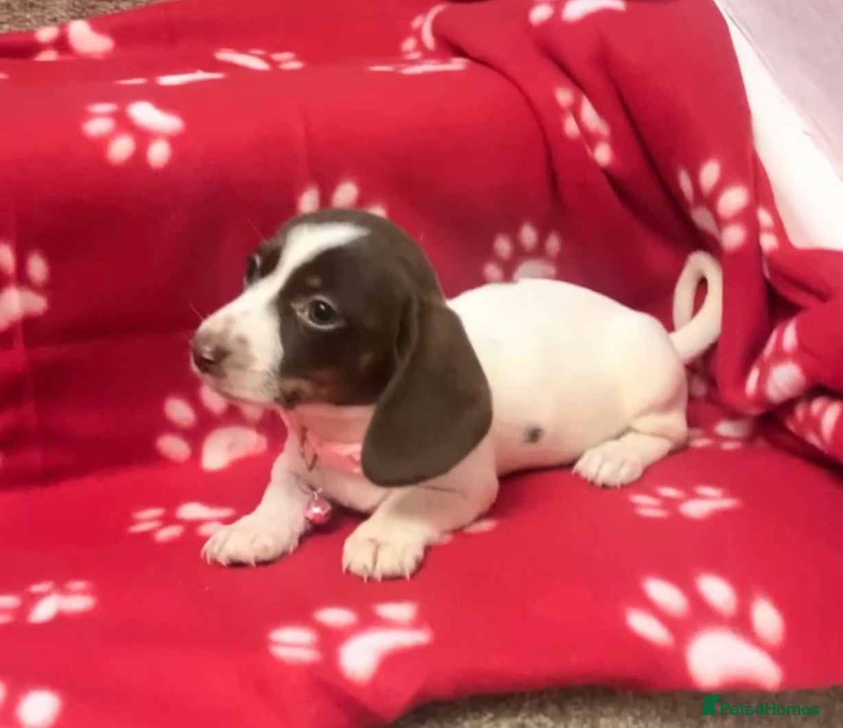 Miniature Dachshund dogs Just one Piebald mini dachshund pup left! - Advert 7