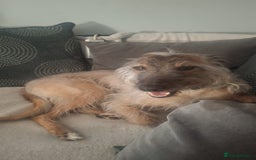 Lurcher dogs for stud: Dog for stud - Image 1
