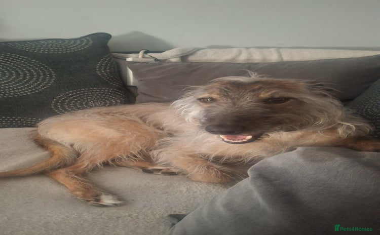 Lurcher dogs - Advert 3