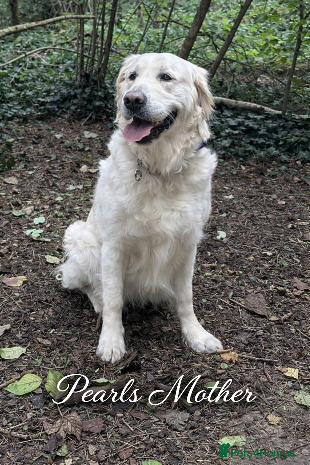 Golden Retriever dogs for sale: KC Golden Retriever Puppies - The Stranger Gang  - Advert 8