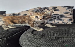 Mixed Breed cats for sale: 3 Gorgeous Kittens - Image 10