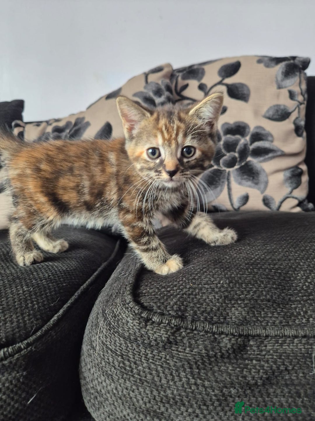 Mixed Breed cats for sale: 3 Gorgeous Kittens - Image 10