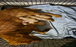 Labrador Retriever dogs for sale: Fox Red Labrador Puppies  - Image 7