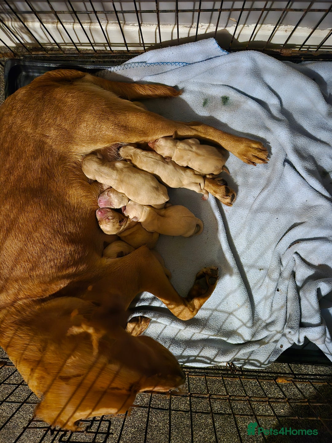 Labrador Retriever dogs for sale: Fox Red Labrador Puppies  - Image 7
