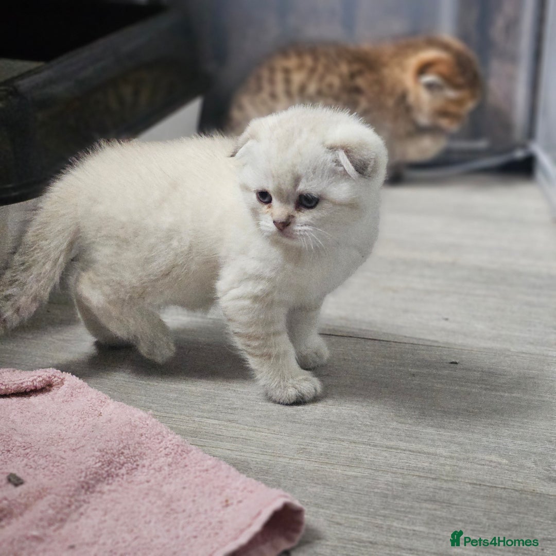 Scottish Fold cats for sale: Full TICA reg Scottish fold ready now london  - Image 7