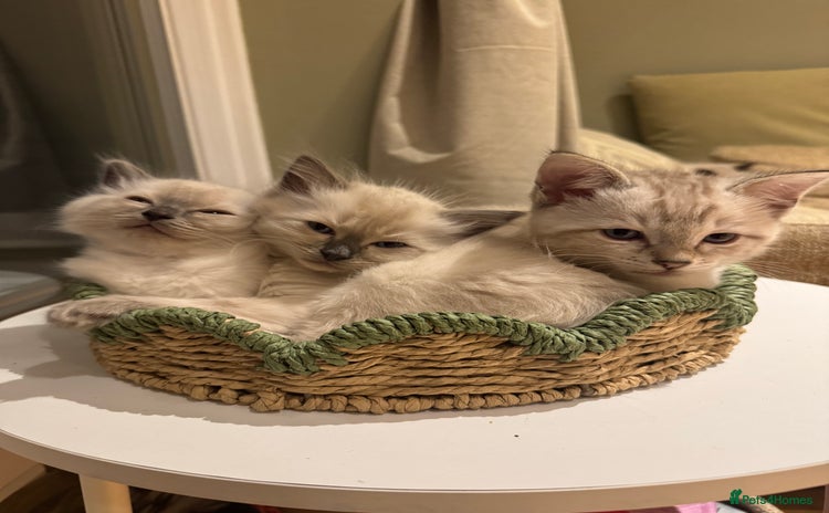 Ragdoll cats Adorable Ragdoll X Snow Bengal Kittens - Advert 12