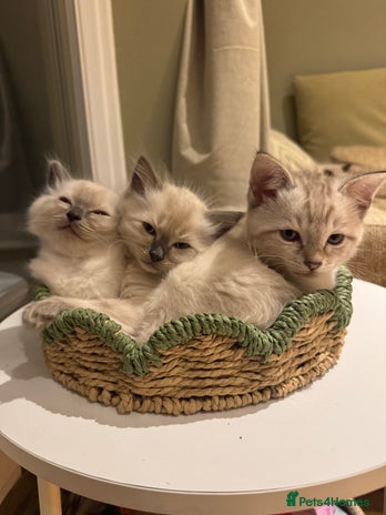 Ragdoll cats Adorable Ragdoll X Snow Bengal Kittens - Advert 12