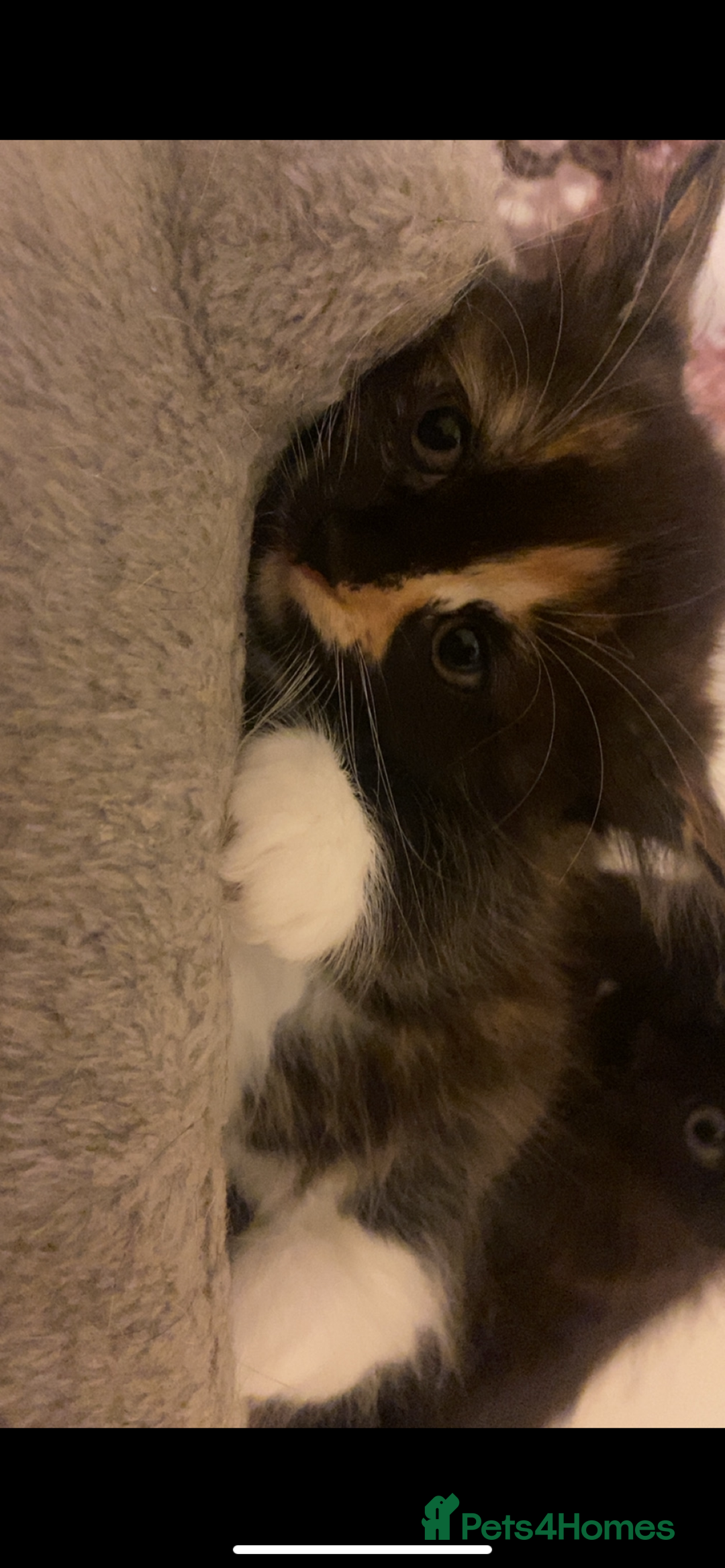American Shorthair cats for sale: 4 kitten for sale 3 males and 1 female  - Image 2