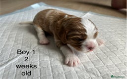 Cavapoo dogs for sale: Stunning Cavapoo puppies  - Image 7