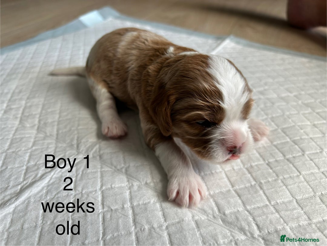 Cavapoo dogs for sale: Stunning Cavapoo puppies  - Image 7
