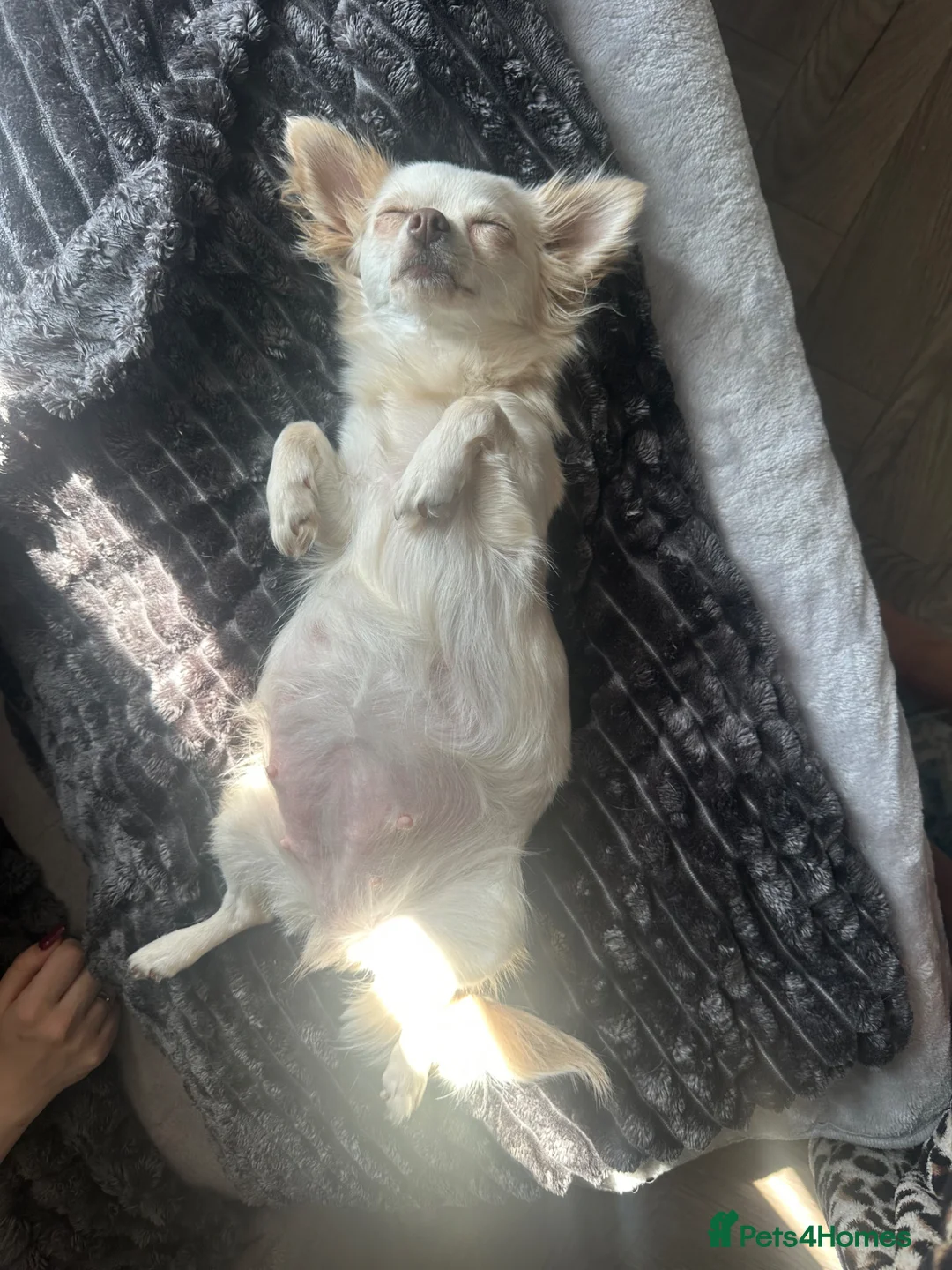 Chihuahua dogs for sale: Chihuahua pups for sale - Advert 1