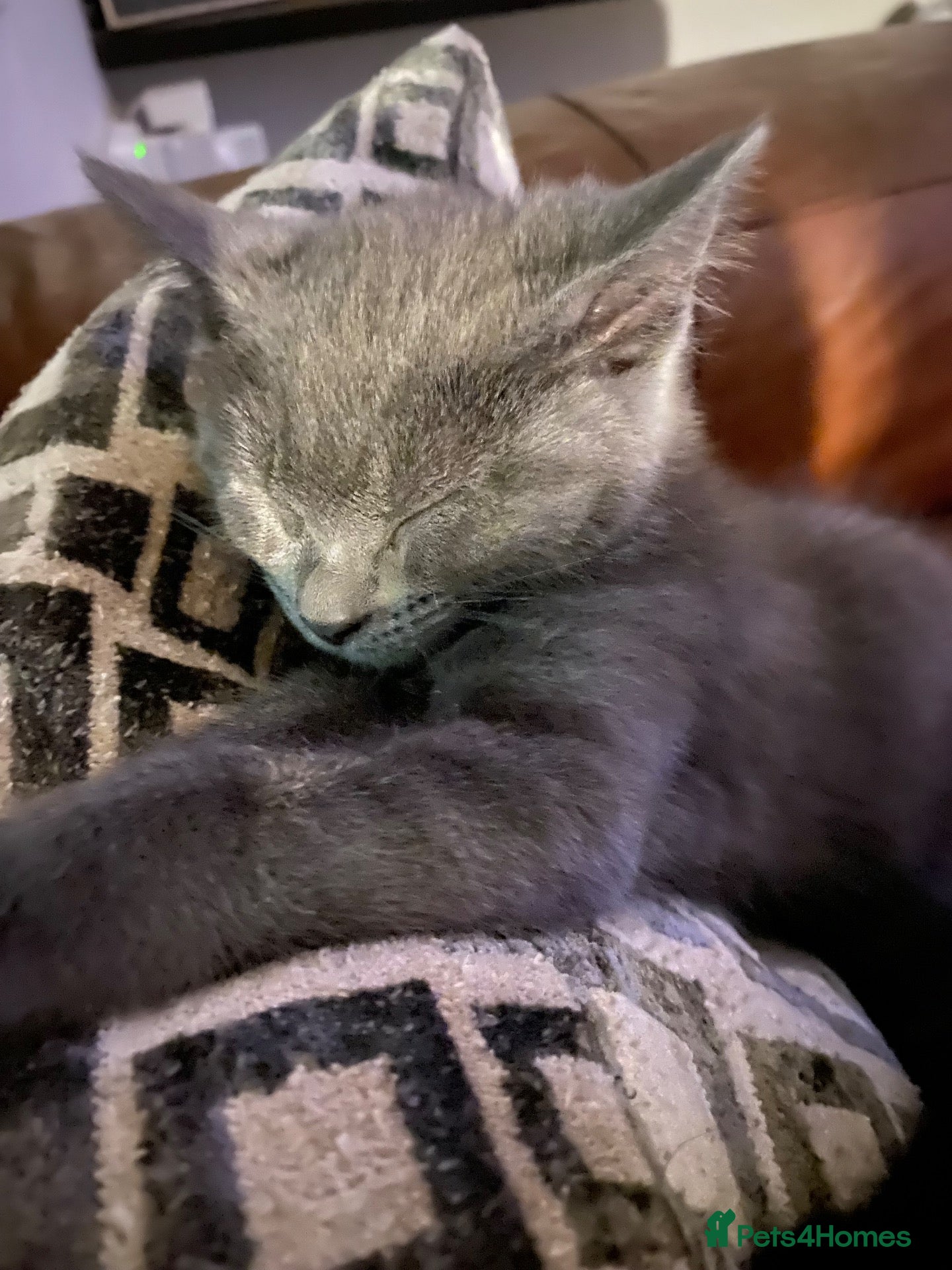 Mixed Breed cats Beautiful Kittens - Ready Now - Advert 1