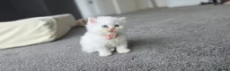 Persian cats for sale: adorable persian kittens in Hemel Hempstead - Advert 4