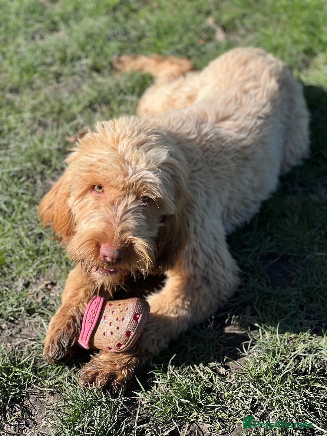 Hungarian Vizsla dogs for sale: Hungarian Wirehaired Vizsla Puppies - Advert 11