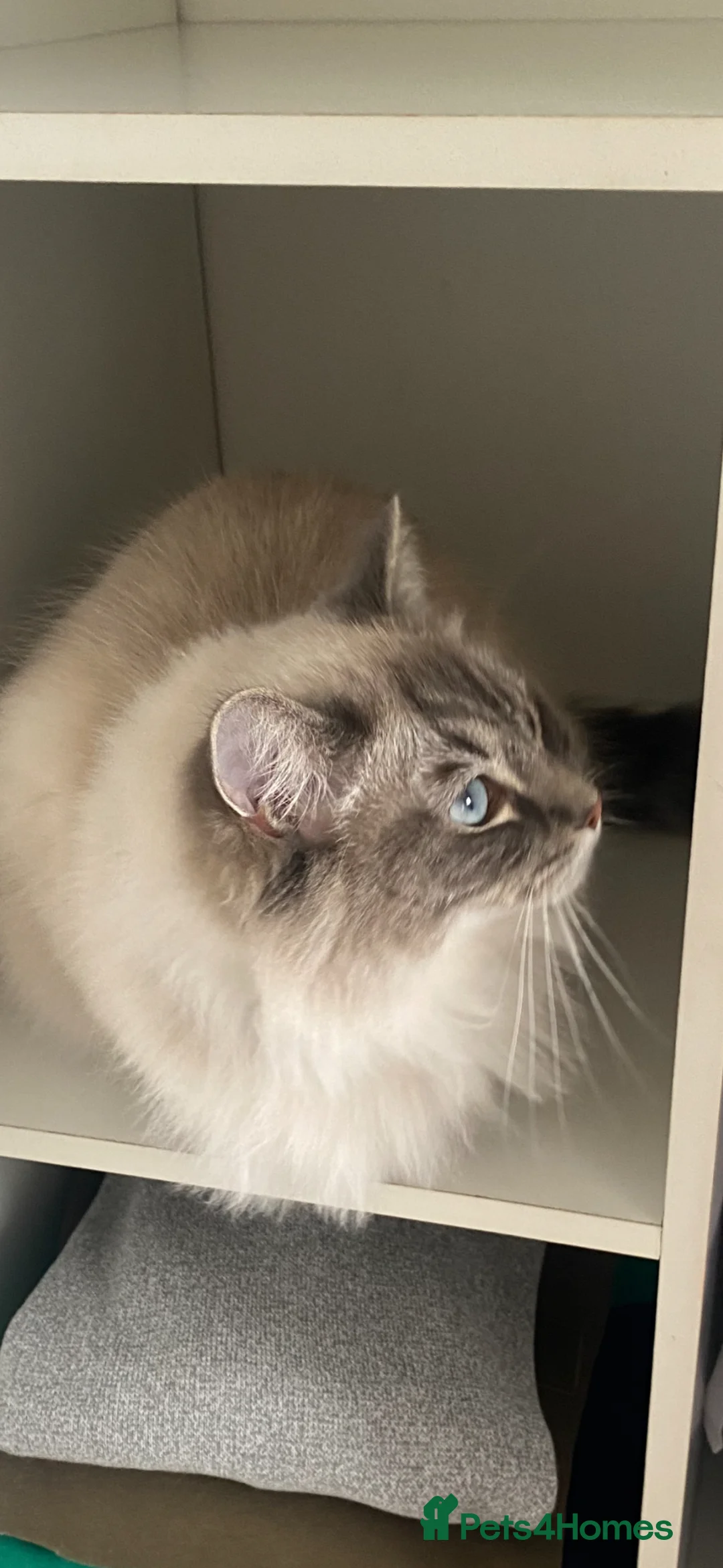 Ragdoll cats for sale: Lara  in Altrincham - Advert 4