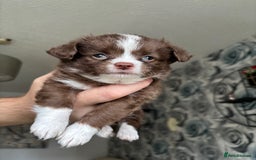 Chihuahua dogs for sale: 3 long haired Chihuahua puppies - Image 13