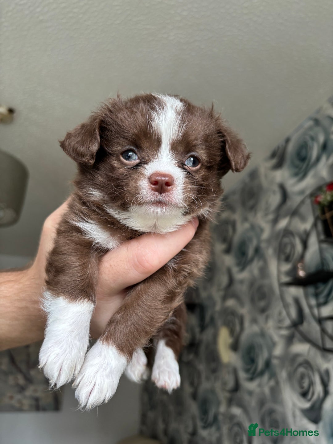 Chihuahua dogs for sale: 3 long haired Chihuahua puppies - Image 13