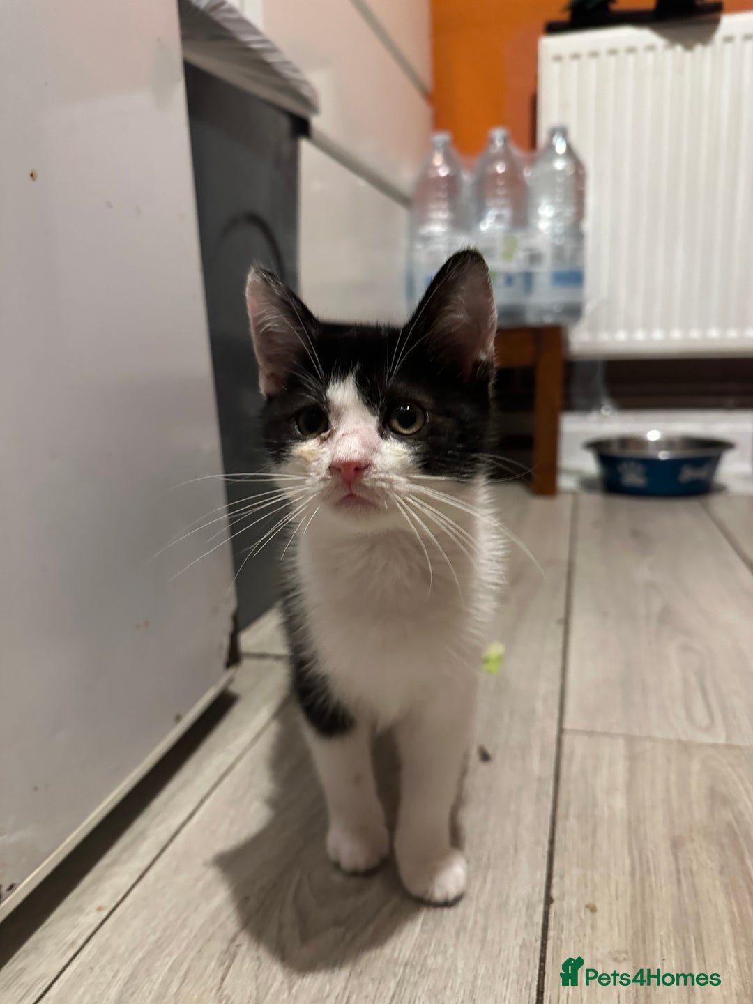 Mixed Breed cats for sale: Kittens for sale - Image 2