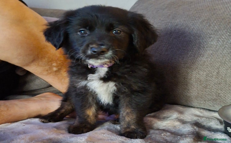 Mixed Breed dogs Last f1 border retriver boy pup  - Advert 3