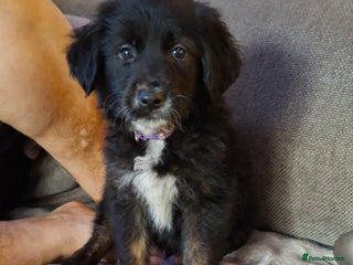 Mixed Breed dogs Last f1 border retriver boy pup - Advert 3