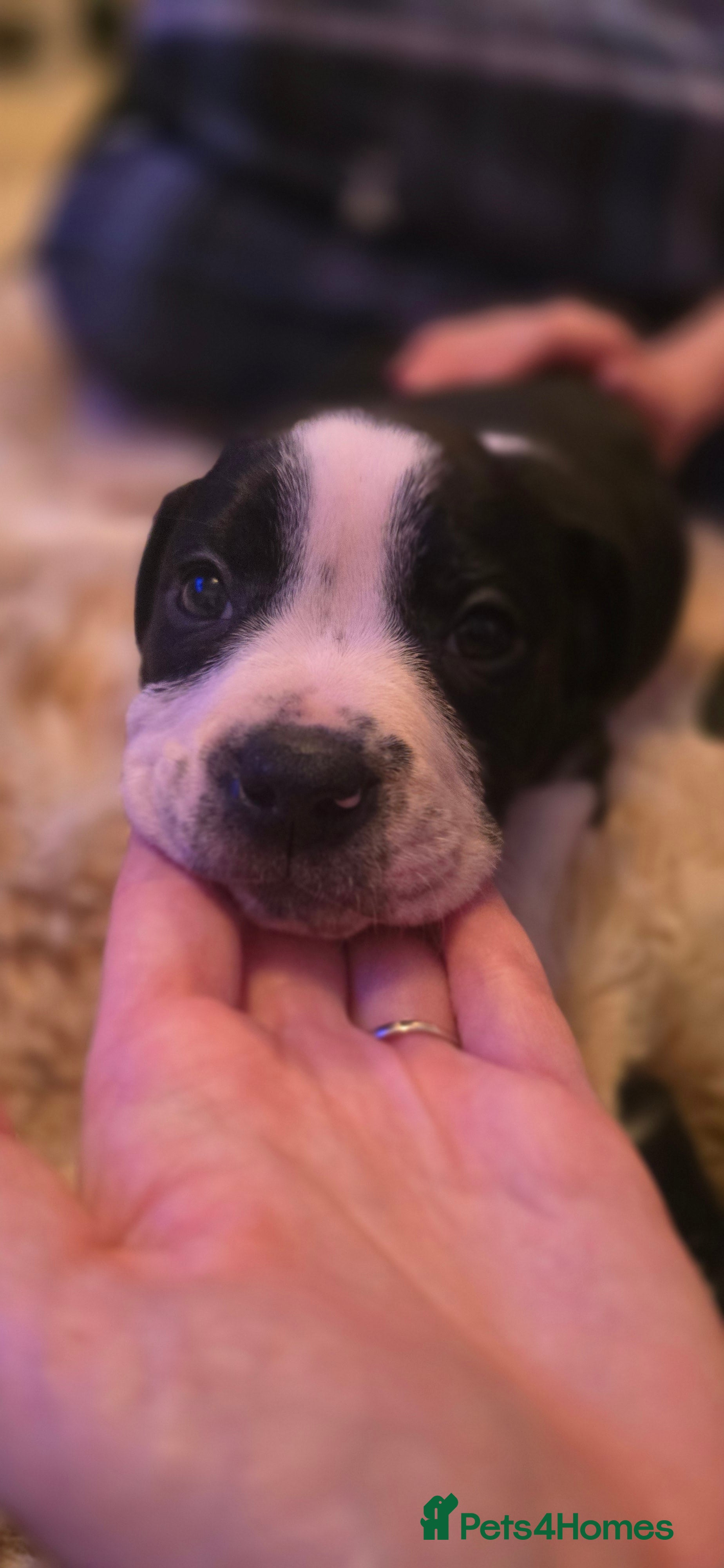 Mixed Breed dogs Olde english × staffie pups  - Advert 6