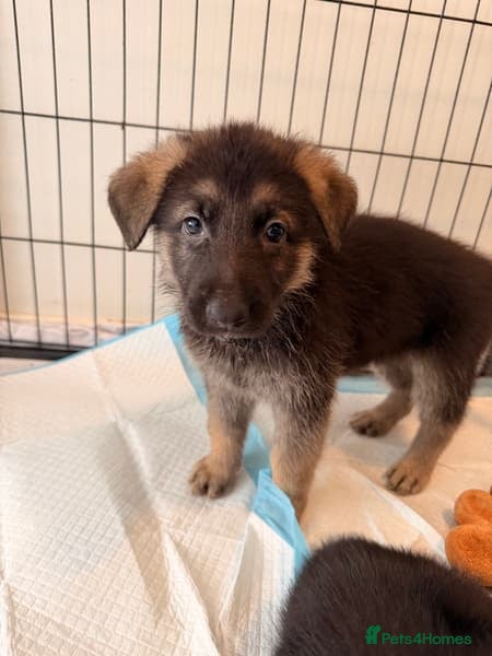 German Shepherd dogs Beautiful German Shepherd Puppies in Southampton - Advert 1