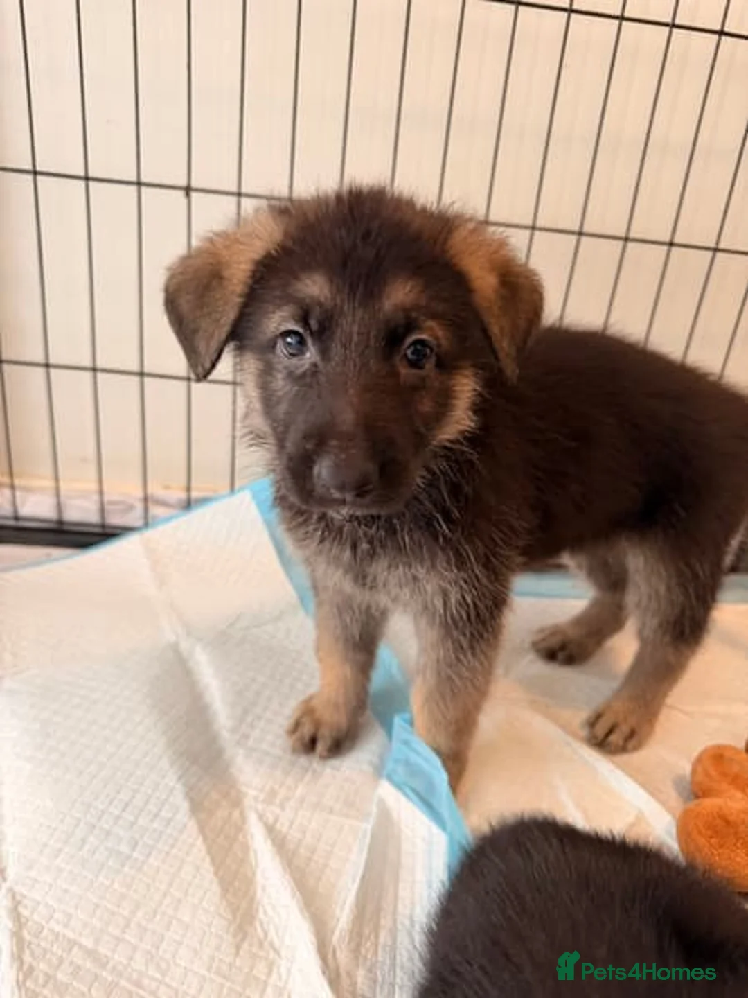 German Shepherd dogs for sale: Beautiful German Shepherd Puppies in Southampton - Advert 1