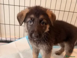 German Shepherd dogs Beautiful German Shepherd Puppies in Southampton - Advert 1