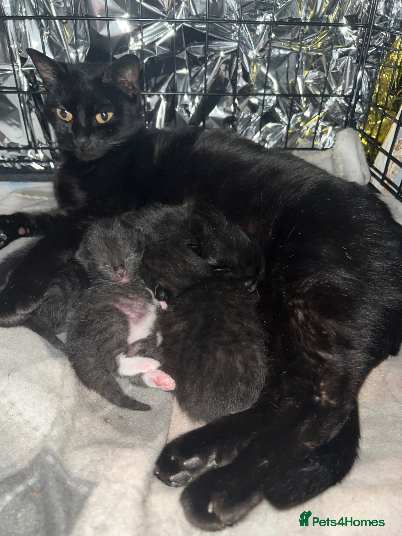 Mixed Breed cats Beautiful kittens for sale - Advert 14
