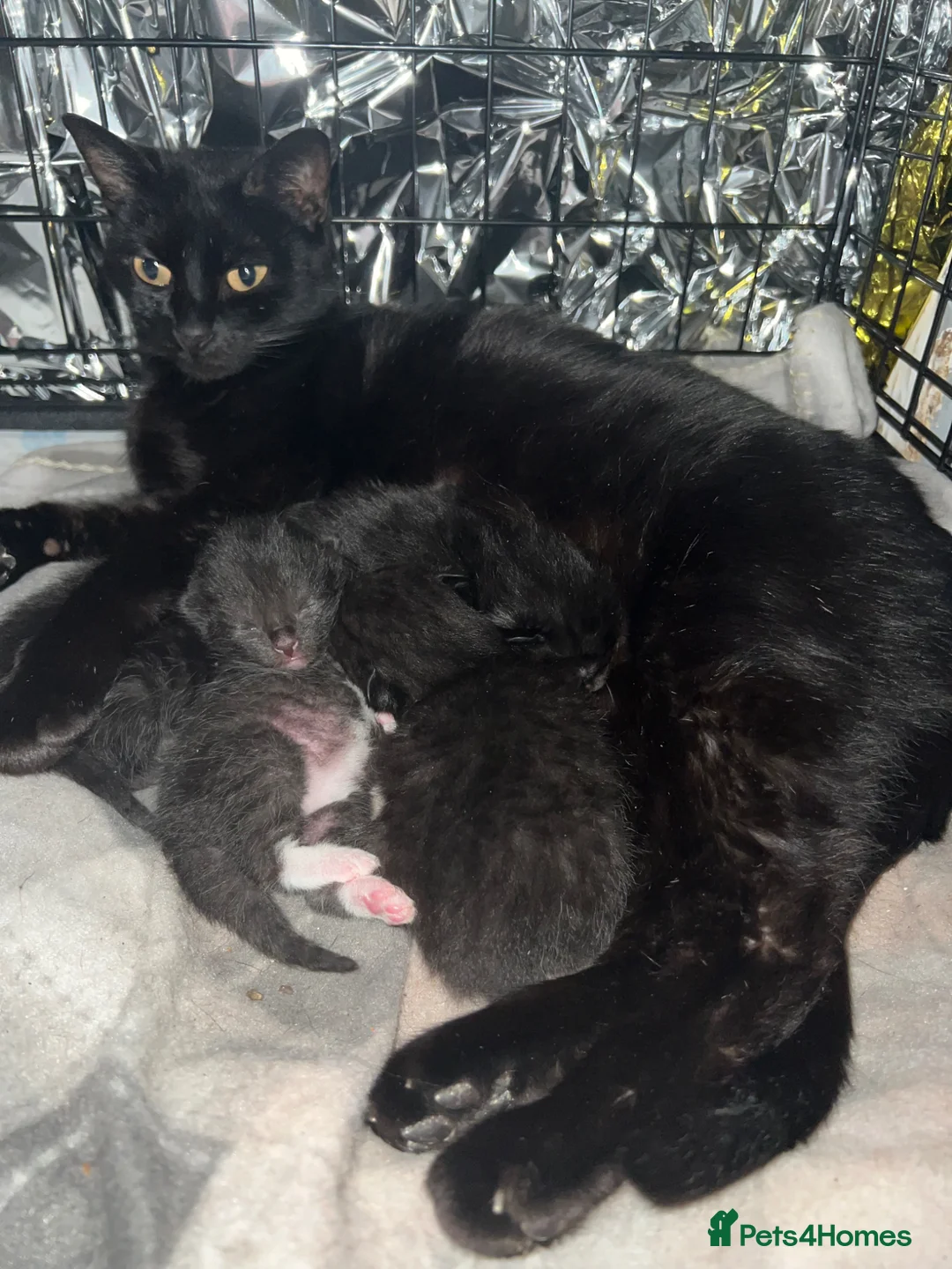 Mixed Breed cats for sale: Beautiful kittens for sale - Advert 1