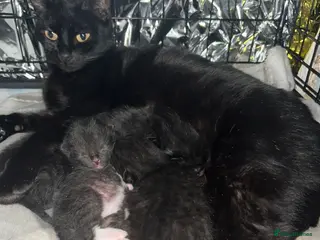 Mixed Breed cats Beautiful kittens for sale - Advert 14