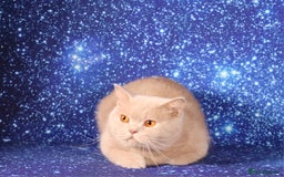 British Shorthair cats for sale: Retired Tica registered British shorthair females  - Image 10