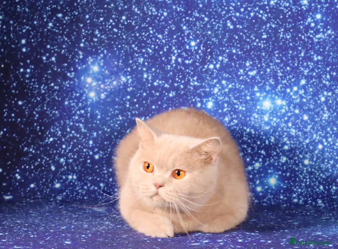 British Shorthair cats for sale: Retired Tica registered British shorthair females  - Image 10