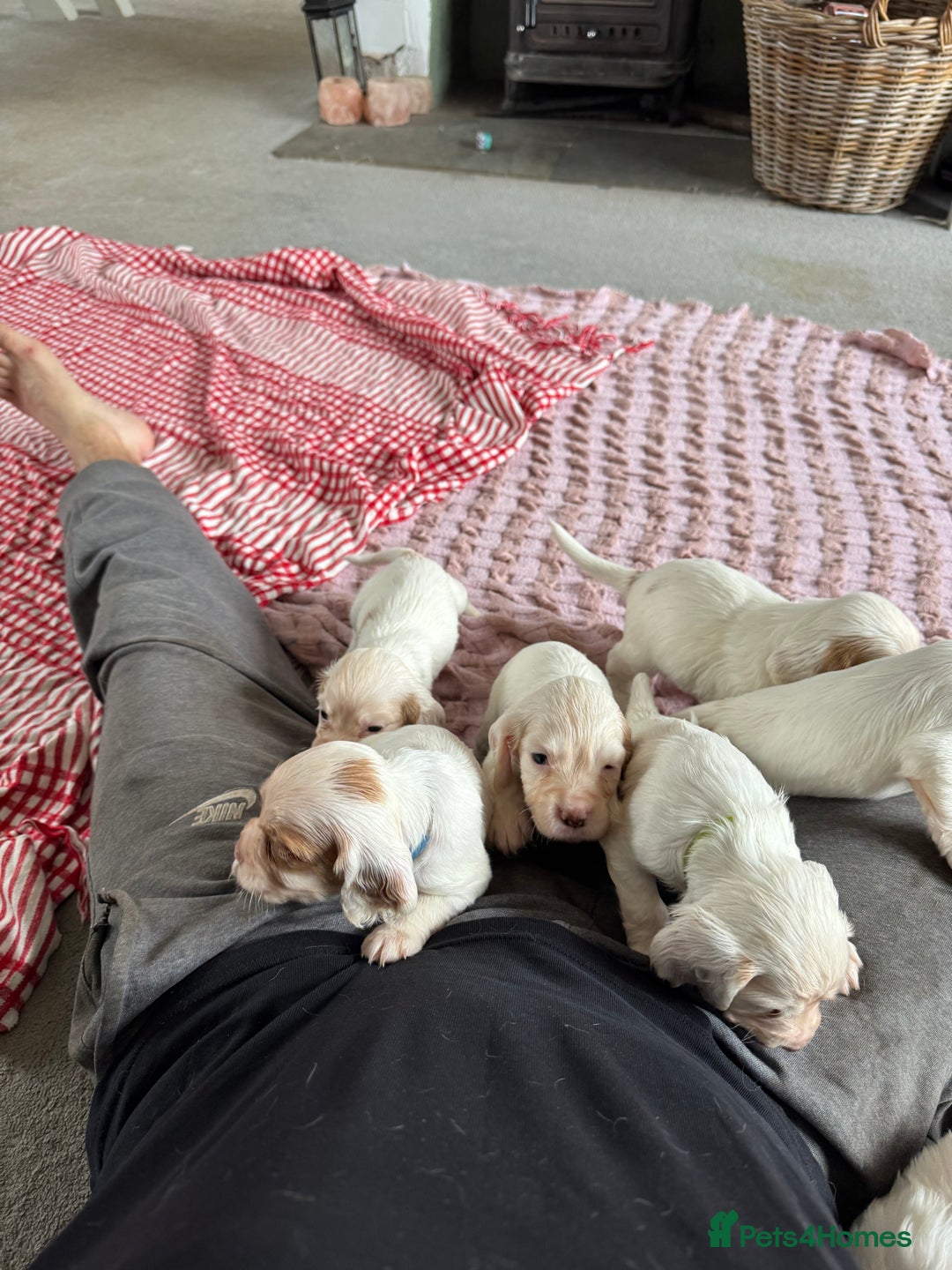 Cocker Spaniel dogs for sale: Cocker Spaniel Puppies (White/White & Gold) - Image 8