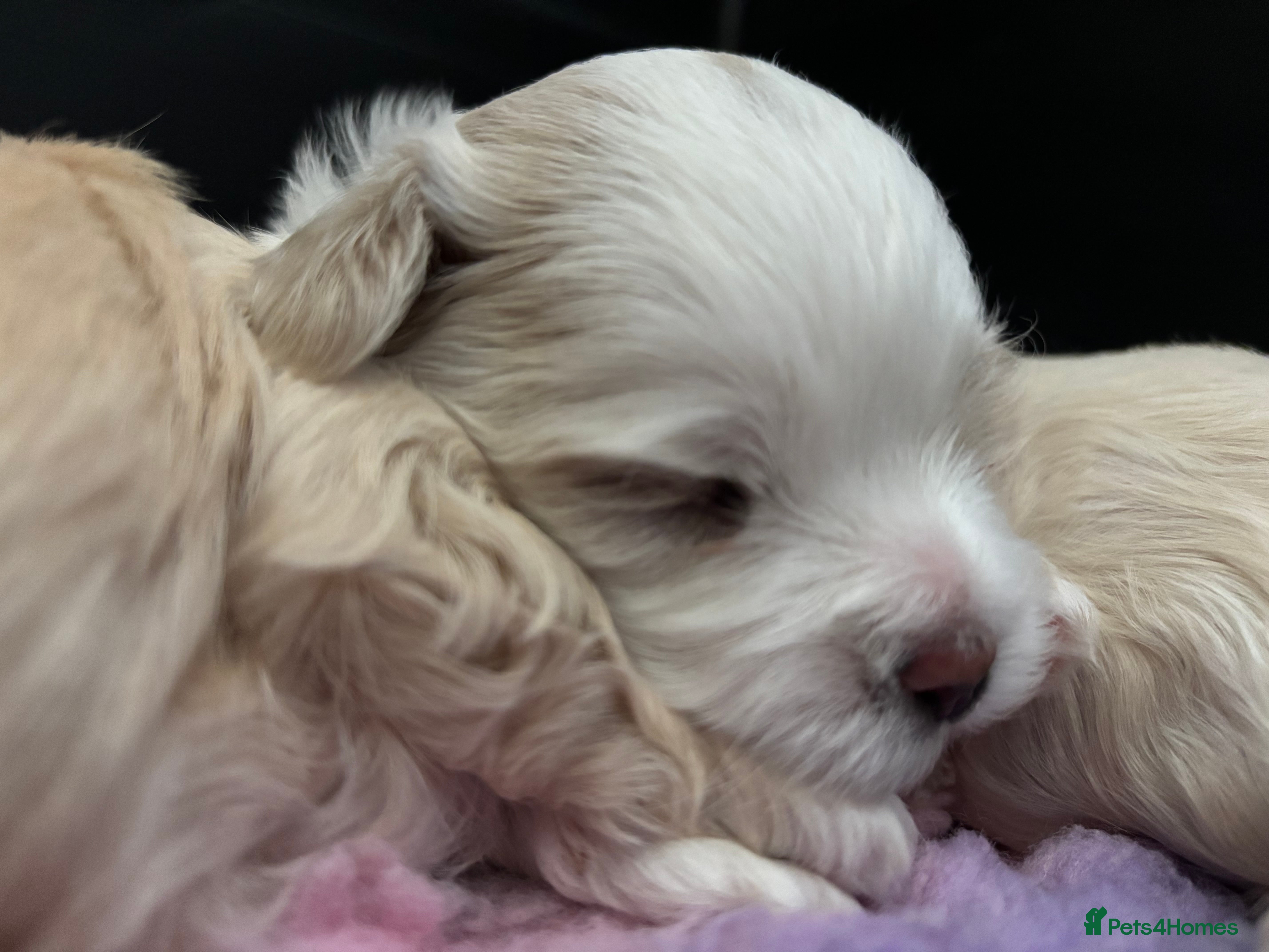 Maltipoo dogs 💙 F1b beautiful little man  💙 - Advert 2