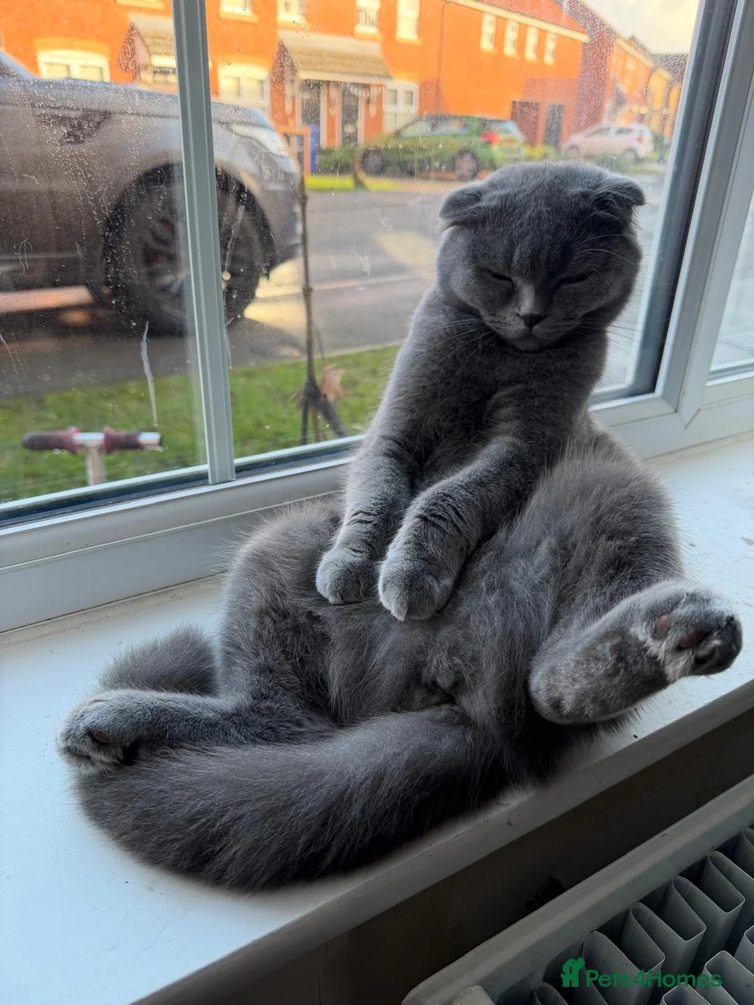 Scottish Fold cats for sale: female scottish fold  - Advert 10