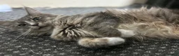 Maine Coon cats for sale: 2 female Maine coon kittens  - Advert 1