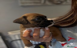 Boxer dogs for sale: Gorgeous Kc Boxer Puppies - Image 17