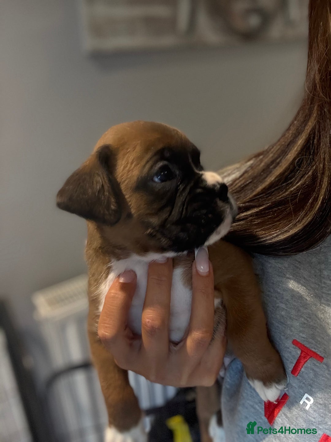 Boxer dogs for sale: Gorgeous Kc Boxer Puppies - Image 17