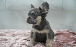 French Bulldog dogs for sale: Exceptional KC Fluffy French Bulldog Puppies - Image 11