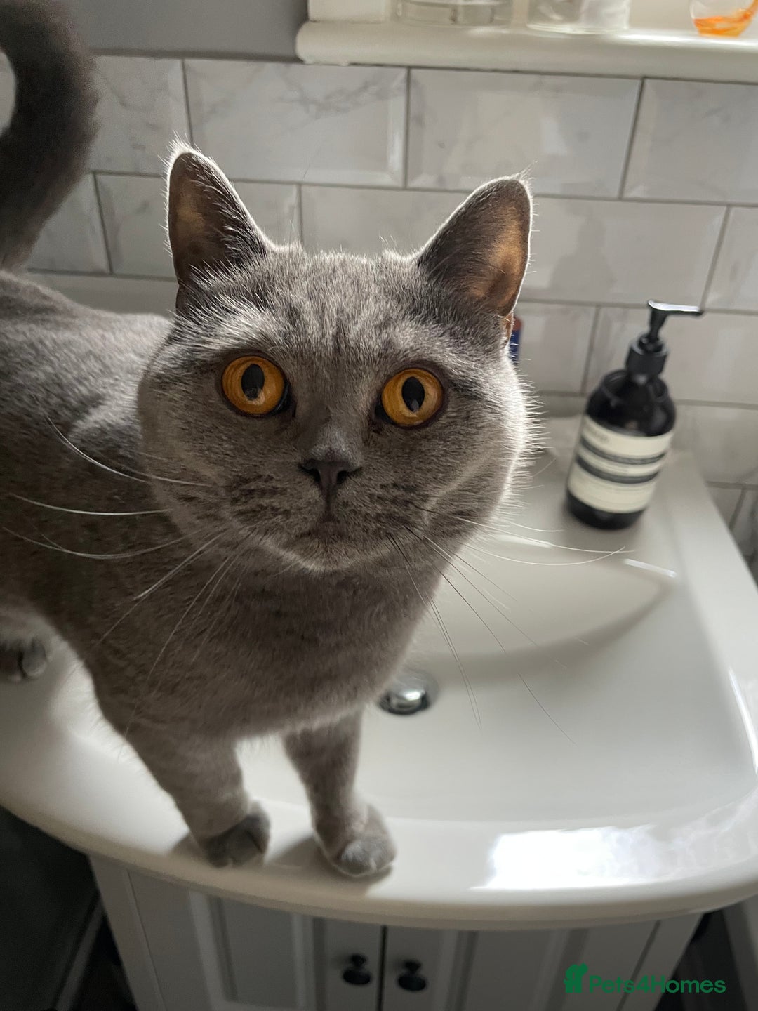 British Shorthair cats for sale: Beautiful & Friendly British Shorthair Girl - Advert 6