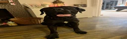 Cane Corso dogs for sale: Cane Corso Male - Advert 1