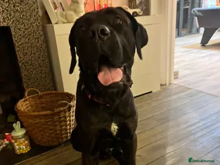 Cane Corso dogs Cane Corso Male - Advert 4