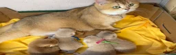 British Shorthair cats for sale: British sh Blue Golden kittens GCCF  - Advert 20